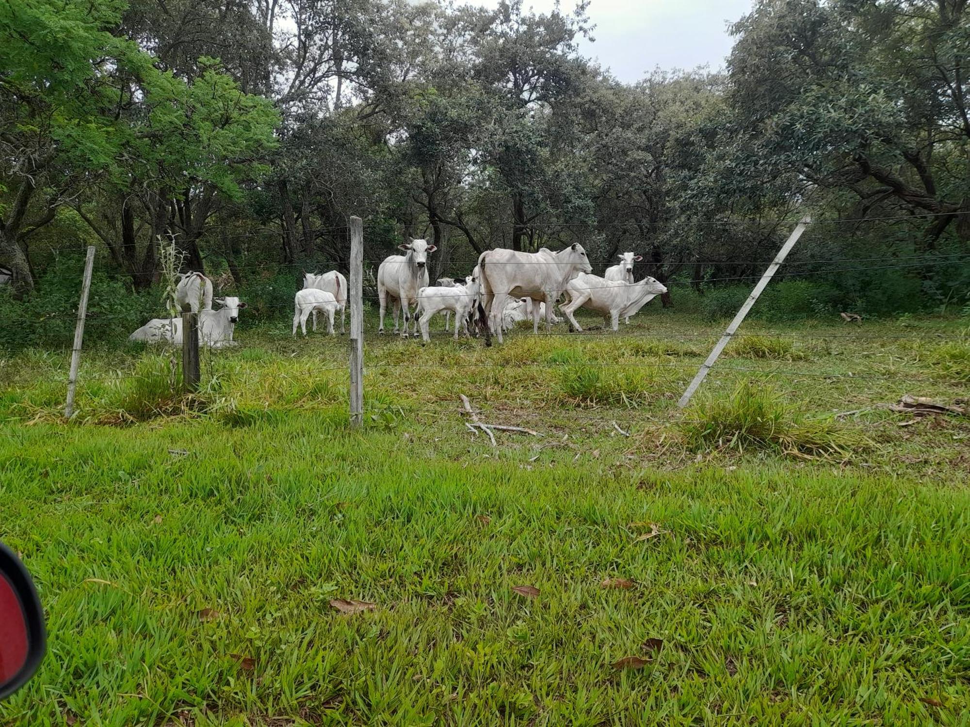 Hotel Fazenda Recanto Do Monte Alegre Piraju Exterior foto